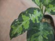 画像4: Aglaonema pictum "White Line Custum" DFS from Sumateara barat【AZ0912-1】