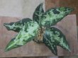 画像1: Aglaonema pictum "PS-5" from Padang Sidempuan【HW1223-01f】No.1