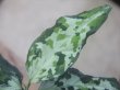 画像2: Aglaonema pictum "PS-5" from Padang Sidempuan【HW1223-01f】No.1