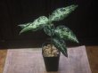 画像5: Aglaonema pictum "PS-5" from Padang Sidempuan【HW1223-01f】No.1