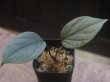 画像1: Homalomena sp. "Green widow" BNN from Sibolga timur【AZ1124-1】 