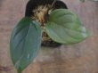 画像2: Homalomena sp. "Green widow" BNN from Sibolga timur【AZ1124-1】 