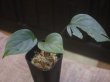 画像1: Homalomena sp. "Green widow" BNN from Sibolga timur【AZ1124-1】 