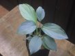 画像1: Homalomena humilis "Shirogane" SGG from Pulau Lingga【HW0824-04】