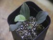 画像1: Homalomena humilis "Aragane" from Pulau Lingga【HW0824-04】