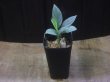 画像4: Homalomena humilis "Shirogane" SGG from Pulau Lingga【HW0824-04】