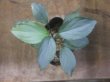 画像2: Homalomena humilis "Shirogane" SGG from Pulau Lingga【HW0824-04】