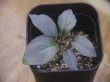 画像1: Homalomena humilis "Aragane" from Pulau Lingga【HW0824-04】