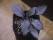 画像1: Homalomena sp. "Kurogane" SRP from Pulau Lingga【HW0622-05】