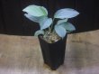 画像4: Homalomena humilis "Shirogane" SGG from Pulau Lingga【HW0824-04】