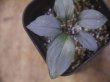 画像2: Homalomena humilis "Aragane" from Pulau Lingga【HW0824-04】