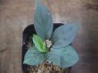 画像2: Homalomena humilis "Shirogane" SGG from Pulau Lingga【HW0824-04】