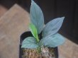 画像1: Homalomena humilis "Shirogane" SGG from Pulau Lingga【HW0824-04】