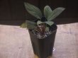 画像4: Homalomena sp.  from Sibolga Utara【HW0818-06j】