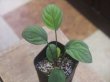 画像2: Homalomena sp. "Lingga-1 type GR" from Pulau Lingga【HW0622-01】