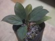 画像1: Homalomena sp.  from Sibolga Utara【HW0818-06j】