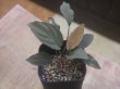 画像1: Homalomena cf. humilis "type RBR" from Pulau Lingga【HW0824-02】