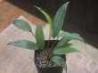 画像1: Homalomena sp. "type Tsubaki　GR" from Pulau Lingga【HW0824-02】