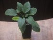 画像4: Homalomena sp. from Tigalingga【HW0219-02e】