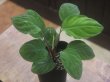 画像1: Homalomena sp. "Lingga-1 type GR" from Pulau Lingga【HW0622-01】