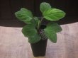 画像4: Homalomena sp. "Lingga-1 type GR" from Pulau Lingga【HW0622-01】