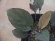 画像3: Homalomena cf. humilis "type RBR" from Pulau Lingga【HW0824-02】