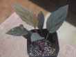 画像2: Homalomena cf. humilis "type RBR" from Pulau Lingga【HW0824-02】