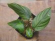 画像1: Homalomena sp. Green Tapanuli PP-241108-4 Sumatera Utara