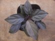 画像1: Homalomena sp. "Kurogane SRP" from Pulau Lingga【HW0622-05】