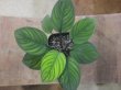 画像1: Homalomena sp. "Lingga-1 type GR" from Pulau Lingga【HW0622-01】