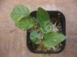 画像2: Homalomena cf. humilis Lampung PP-240618-10 Sumatera Selatan