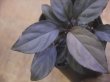 画像3: Homalomena sp. "Kurogane SRP" from Pulau Lingga【HW0622-05】