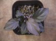 画像1: Homalomena sp. "Aragane_D" from Pulau Lingga【HW0622-05】