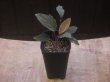 画像4: Homalomena cf. humilis "type RBR" from Pulau Lingga【HW0824-02】