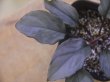 画像3: Homalomena sp. "Kurogane SRP" from Pulau Lingga【HW0622-05】