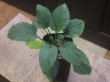 画像1: Homalomena sp. from Tigalingga【HW0219-02e】