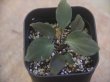 画像1: Homalomena sp. "Roanapur BR" from Pulau Lingga【HW1017-01】