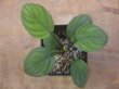 画像1: Homalomena sp. "Lingga-1 type GR" from Pulau Lingga【HW0622-01】