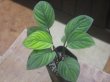 画像2: Homalomena sp. "Lingga-1 type GR" from Pulau Lingga【HW0622-01】