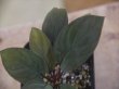 画像3: Homalomena sp.  from Sibolga Utara【HW0818-06j】