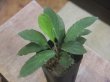 画像1: Homalomena sp. "Sunshine" BNN from Sibolga timur【AZ1124-1】