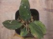 画像2: Homalomena sp. "Sunshine" BNN from Sibolga timur【AZ1124-1】