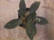 画像2: Homalomena sp. "Sunshine" BNN from Sibolga timur【AZ1124-1】