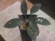 画像1: Homalomena sp. "Sunshine" BNN from Sibolga timur【AZ1124-1】