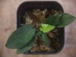 画像3: Homalomena sp. "Sunshine" BNN from Sibolga timur【AZ1124-1】