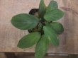 画像1: Homalomena sp. "Sunshine" BNN from Sibolga timur【AZ1124-1】