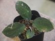 画像1: Homalomena sp. "Sunshine" BNN from Sibolga timur【AZ1124-1】