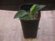 画像4: Homalomena sp. "Sunshine" BNN from Sibolga timur【AZ1124-1】