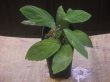 画像4: Homalomena sp. "Sunshine" BNN from Sibolga timur【AZ1124-1】