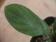 画像3: Homalomena sp. "Sunshine" BNN from Sibolga timur【AZ1124-1】